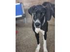 Adopt Sassy a Great Dane