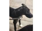Adopt Kira a Great Dane