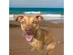 Adopt Hope a Vizsla, Pit Bull Terrier