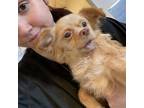 Adopt Chicky a Papillon