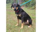 Adopt Jerri a Mixed Breed, Basset Hound