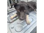 Adopt Elaine a Mixed Breed, Basset Hound