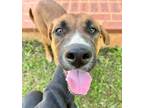 Adopt Angela a Boxer, Shepherd