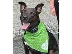 Adopt Mavi *URGENT FOSTER NEEDED TOO! a Shepherd, Border Collie