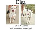 Adopt Elsa a Labrador Retriever, Mixed Breed