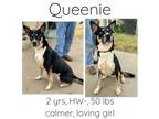 Adopt Queenie a German Shepherd Dog, Husky