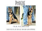Adopt Phoebe a German Shepherd Dog