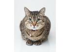 Adopt Peaches a Domestic Short Hair