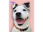 Adopt Pockets a Pit Bull Terrier, Mixed Breed
