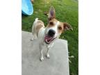 Adopt Margo 42318 a Pointer, Australian Cattle Dog / Blue Heeler