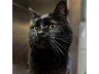 Adopt Veronica a Domestic Short Hair