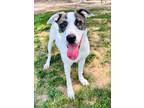 Adopt Kelli a Mixed Breed