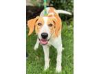 Adopt Maple a Hound