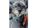 Adopt Lola a Cairn Terrier