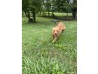 Adopt Reese a Pit Bull Terrier