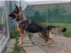 Adopt Bella a German Shepherd Dog