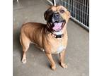 Adopt Atheen a American Staffordshire Terrier, Boxer