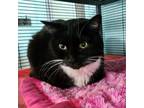 Adopt Venus a Domestic Short Hair