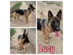 Adopt Lucy a German Shepherd Dog