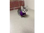 Adopt Brittany a Domestic Short Hair