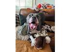 Adopt Bella Marie (-) a Pit Bull Terrier, Mixed Breed