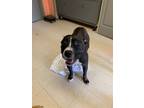 Adopt Sadie a Pit Bull Terrier