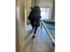 Adopt Betty a Mixed Breed