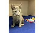 Adopt Bridget a Domestic Short Hair