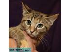 Adopt Glitter a Domestic Short Hair