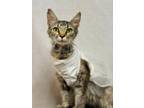 Adopt Ma-Shee/Macy a Domestic Short Hair