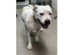 Adopt Phoebe a Pit Bull Terrier