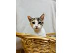 Adopt Christina a Domestic Short Hair