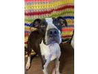 Adopt Zayla a American Bully