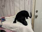 Adopt Melly a Labrador Retriever