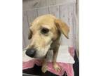 Adopt Yella a Labrador Retriever