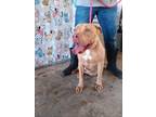 Adopt Zena a American Bully
