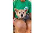 Adopt Tanya a Yorkshire Terrier