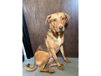 Adopt Chloe a Terrier