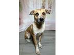 Adopt Coral a Terrier