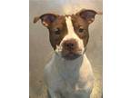 Adopt Ir a Pit Bull Terrier, Mixed Breed