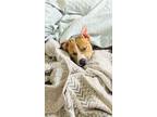Adopt Ravenclaw a Pit Bull Terrier, Mixed Breed