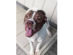 Adopt Ma a Pit Bull Terrier, Mixed Breed