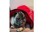 Adopt Lilly a Pug