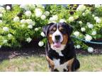 Adopt Lexi a Greater Swiss Mountain Dog