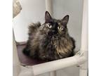 Adopt Gypsy a Domestic Medium Hair, Domestic Short Hair