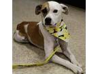 Adopt Latte a Mixed Breed