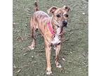 Adopt Raja a Pit Bull Terrier