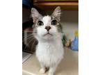 Adopt Muffin a Domestic Long Hair