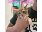 Adopt Cardinal (Buttercup) a Domestic Short Hair