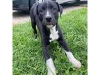 Adopt Delta a Pit Bull Terrier
